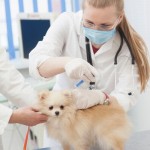 動物看護師の資格と種類